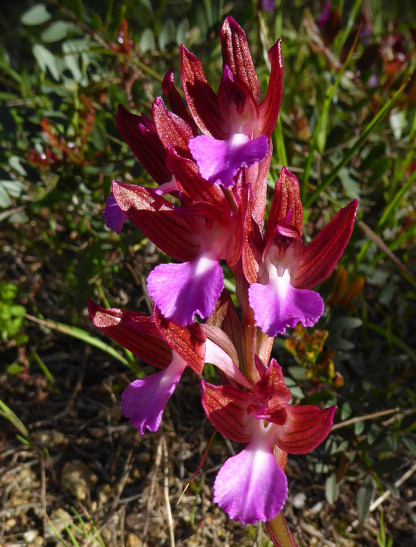 Anacamptis papilionacea ( e Anacamptis x gennarii)